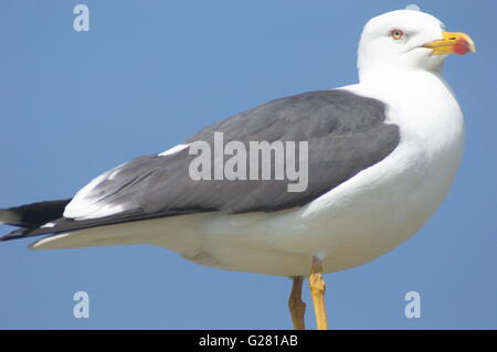 Seagull riflessi verso il basso con il rettile come occhi dal suo pesce persico. Cielo blu chiaro Foto Stock