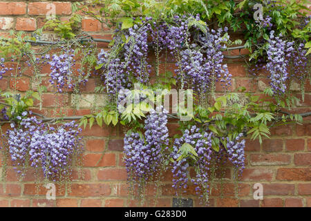 Il Glicine floribunda violaceae plena contro un muro di mattoni. Oxfordshire, Regno Unito Foto Stock