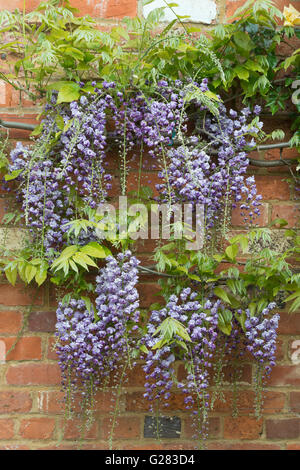Il Glicine floribunda violaceae plena contro un muro di mattoni. Oxfordshire, Regno Unito Foto Stock