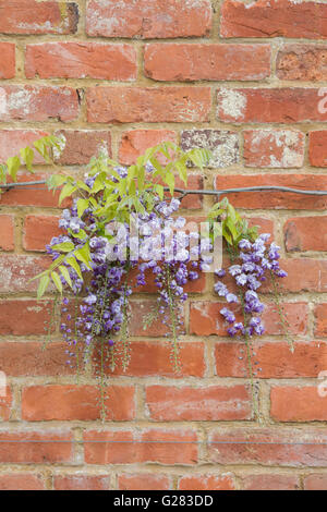 Il Glicine floribunda violaceae plena contro un muro di mattoni. Oxfordshire, Regno Unito Foto Stock