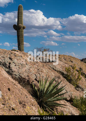 Saguaro e nuvole, Fremont sella, Peralta Canyon, superstizione Wilderness Area, Apache Junction, Arizona. Foto Stock