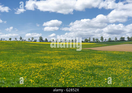 Grande prato con fiore giallo tarassaco Foto Stock