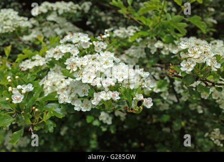 Biancospino ( Crataegus monogyna ) in fiore Foto Stock