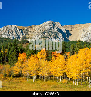 Aspen in autunno a colori al di sotto della gamma di bridger vicino a Bozeman, Montana Foto Stock