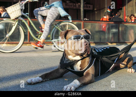 Cane che indossa gli occhiali da sole sul Venice Boardwalk Foto Stock