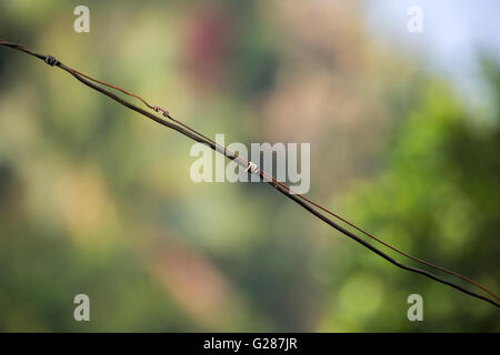 Vecchio nero filo elettrico con filo vaganti Foto Stock