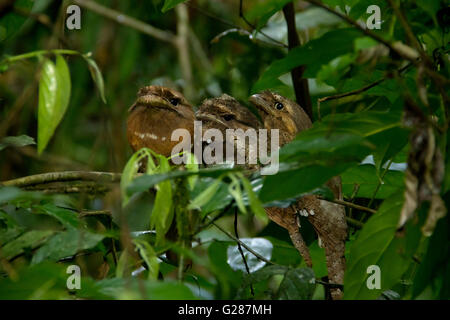 Tre Ceylon Frogmouth uccelli, un uccello in via di estinzione, è fiorente a Salim Ali Bird Sanctuary, Thattekad, Foto Stock