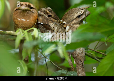 Tre Ceylon Frogmouth uccelli, un uccello in via di estinzione, è fiorente a Salim Ali Bird Sanctuary, Thattekad, Foto Stock