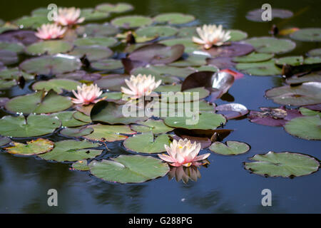 Fiori esotici Ninfea lotus su un acqua Foto Stock