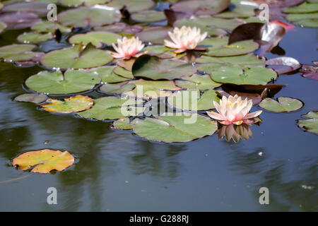 Fiori esotici Ninfea lotus su un acqua Foto Stock