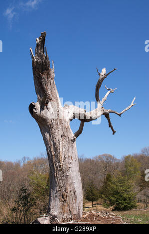 Albero morto tronco Mashomack preservare, Shelter Island, Long Island, New York, Stati Uniti d'America Foto Stock