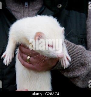 Albino Ferret essendo trattenuto Foto Stock