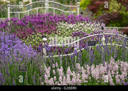 2016 RHS Chelsea Flower Show, Lavanda letto nel grande padiglione Foto Stock