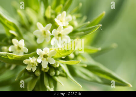 Gromwell comune (Lithospermum officinale). Un impianto in famiglia Boraginaceae, con crema di fiori colorati e foglie di roverella Foto Stock