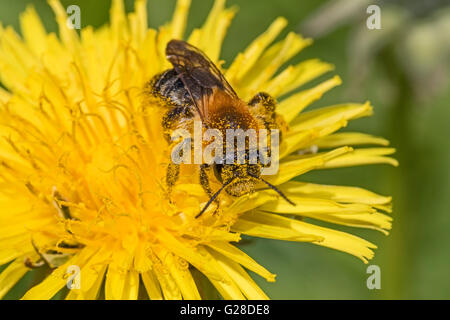 Maschio di data mining precoce Bee coperto di polline di dente di leone Foto Stock