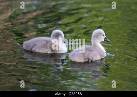 Due giovani prestampati nuoto insieme Foto Stock