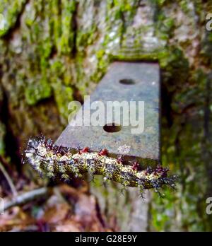 Caterpillar su una barra di ferro sporgente di un albero Foto Stock