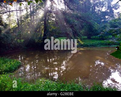 I raggi di sole splendente su uno stagno in una palude Foto Stock