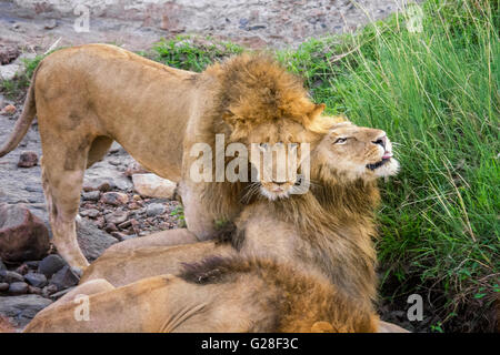 Maschio di leoni africani, Panthera leo, mostrando affetto, Masai Mara riserva nazionale, Kenya, Africa Foto Stock