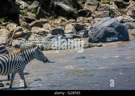 Il Coccodrillo, Crocodylus niloticus, di entrare nel fiume di Mara allo stesso tempo come una zebra, Equus quagga burchellii, in un incrocio. Foto Stock