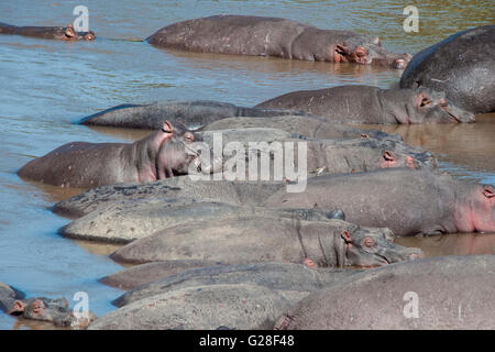 Sorridente Baby ippopotamo, Hippopotamus amphibius, in una mandria di ippopotami in appoggio in un fiume nel Masai Mara, Kenya, Africa orientale Foto Stock