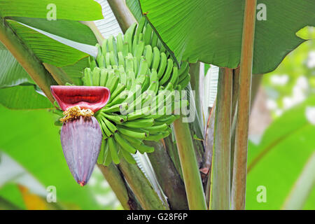 Acerbi, banane verdi frutti e fiori nell'impianto. Foto Stock