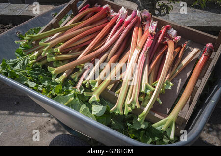 Appena presentate spennate rabarbaro steli raccolti in una carriola Foto Stock