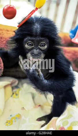 Un 5-mese-vecchio Bonobo scimmione chiamato Kevin guarda fino dalla sua culla al mondo-famoso Zoo di San Diego dove egli è protettivo allevati in cattività a San Diego, California, Stati Uniti d'America. Bonobos vengono anche chiamati pigmeo di scimpanzé perché sono un piccolo membro della famiglia delle grandi scimmie che include gli scimpanzé, gorilla e orangutan. Bonobos (Pan paniscus) sono nativi solo per la Repubblica democratica del Congo in Africa e ora è una specie in via di estinzione. Labbra rosa sono una caratteristica distintiva di questi rari primati. Foto Stock
