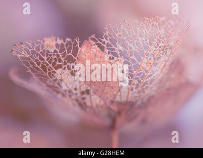 Colorate artistico hydrangea macro di fiori Foto Stock
