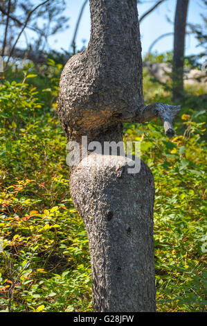 Albero con un insolito a 'U' tronco nei boschi del Wyoming Foto Stock