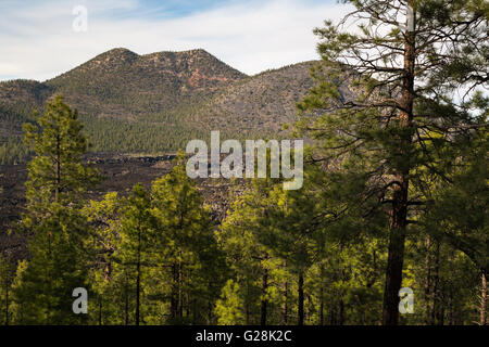 Ponderosa Pine alberi che crescono in una roccia lavica a campo. Sunset Crater National Monument, Arizona Foto Stock