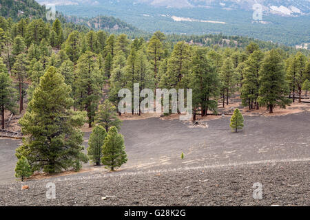 Ponderosa Pine alberi che crescono in una roccia lavica a campo. Sunset Crater National Monument, Arizona Foto Stock