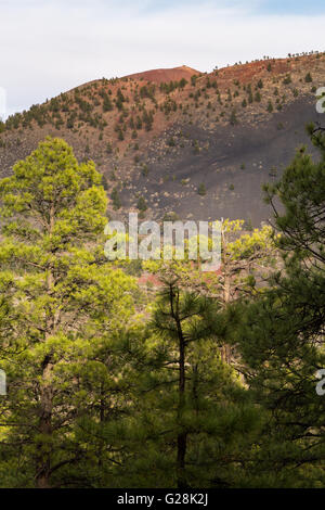 Ponderosa Pine alberi che crescono in una roccia lavica a campo. Sunset Crater National Monument, Arizona Foto Stock