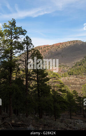 Il cratere del tramonto che sorge dietro una foresta della ponderosa pine trees. Sunset Crater National Monument, Arizona Foto Stock