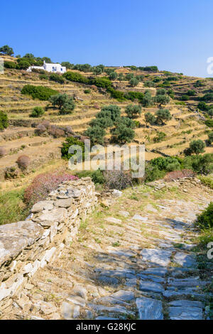 Il vecchio sentiero acciottolato per il Kastro dominata dalla parete di pietra terrazze punteggiato di alberi di olivo sull isola di Sifnos, Grecia Foto Stock