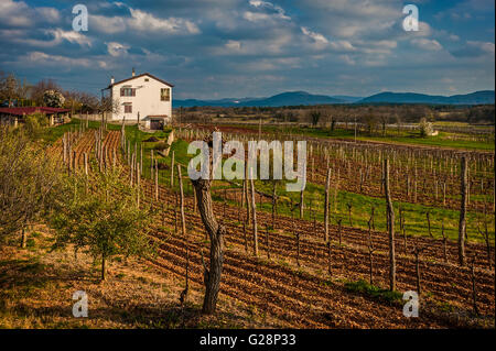 La Slovenia Costa e Kras - Carso Slovenia - Strada del Vino - Paesaggio Foto Stock