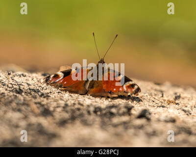 Splendida farfalla pavone (Aglais io) illustrata poggiante timidamente sul residuo ceneri da una notte di fuoco di campo. Foto Stock