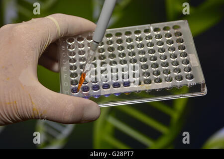 Nel laboratorio di genetica medica. Introdurre il campione biologico in una pipetta e piastra. Foto Stock