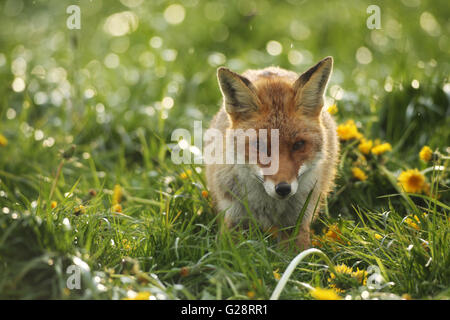 Red Fox (Vulpes vulpes vulpes) nel prato di tarassaco (Taraxacum officinale) Allgäu, Baviera, Germania Foto Stock