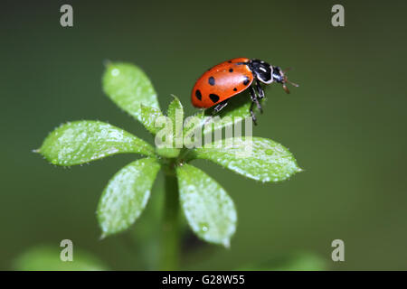 Ladybug strisciando sulla pianta vicino a un flusso locale. Foto Stock