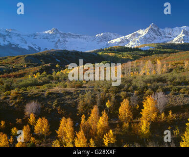 Stati Uniti d'America, Colorado, Uncompahgre National Forest, la mattina presto luce sulla neve picchi rivestito della gamma Sneffels e colorato di caduta di Aspen. Foto Stock