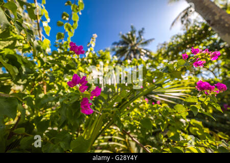Fiore tropicale in background della natura Foto Stock