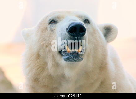 In prossimità della testa di un brontolio maschio maturo orso polare (Ursus maritimus), a basso punto di vista Foto Stock