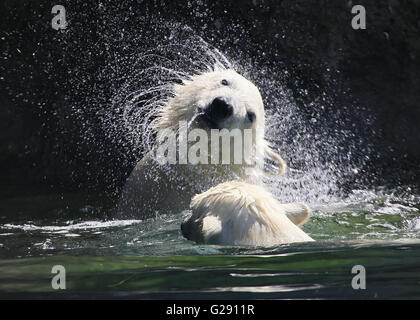 Polar Bear Cub (Ursus maritimus) scuotere l'acqua in eccesso dalla sua pelliccia, creando un vortice di goccioline di acqua Foto Stock