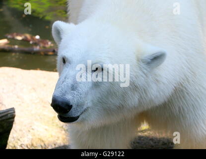 Primo piano della testa di una femmina matura orso polare (Ursus maritimus) Foto Stock