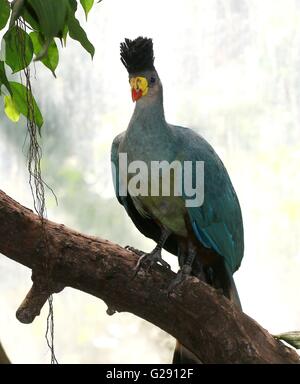 Matura in Africa centrale grande blue's Turaco (Corythaeola cristata) in posa su di un ramo, retroilluminato. Foto Stock