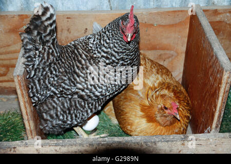 Galline che uova assieme in una casa della gallina Foto Stock