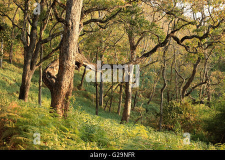 K Gudi Wilderness Camp, B R Hills, Karnataka, India Foto Stock