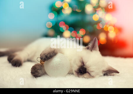 Piccolo Gattino che dorme con palla di Natale contro l albero di natale con luci Foto Stock