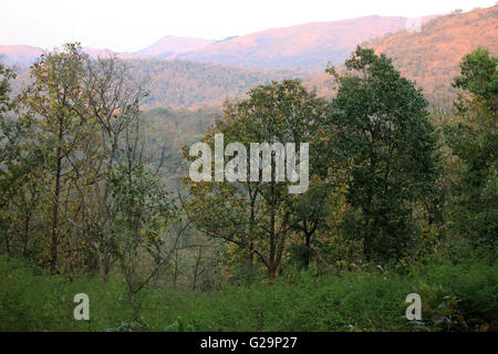 K Gudi Wilderness Camp, B R Hills, Karnataka, India Foto Stock